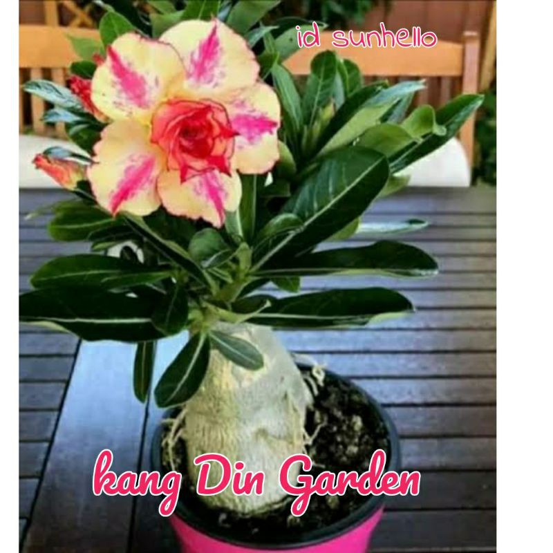 BIBIT BUNGA ADENIUM TUMPUK SIZE B