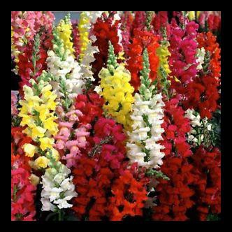 Best Seller Benih Seeds Bibit Flower Antirrhinum Majus Snapdragon Tetra Mix Wildflower Shopee Indonesia