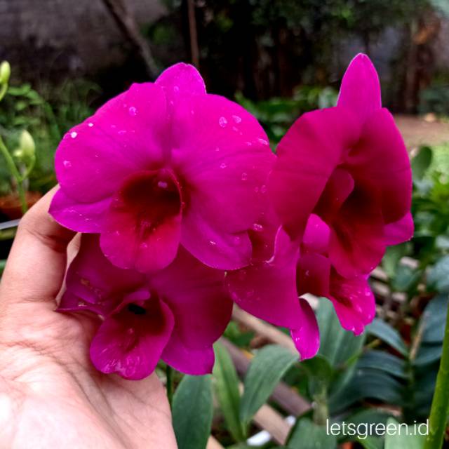anggrek dendrobium mis asea