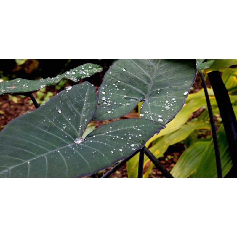 tanaman hias keladi Xanthosoma Violaceum/Black_Elephants_Ear