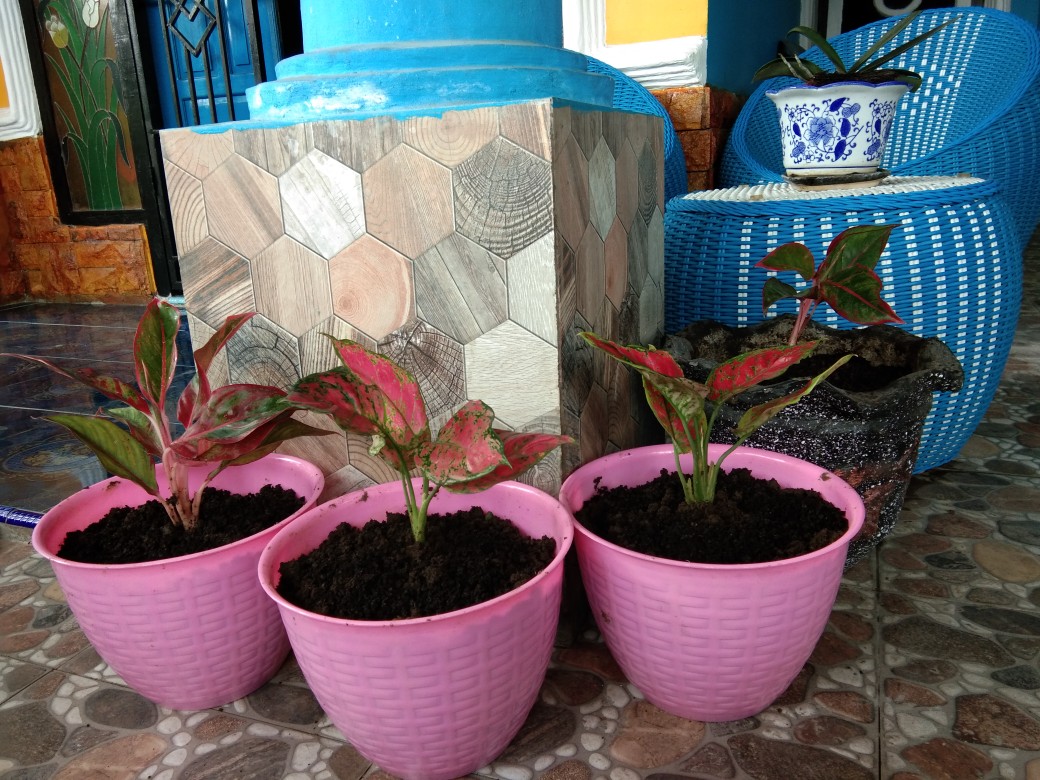 Bibit Bunga Aglonema Lipstik Aurora