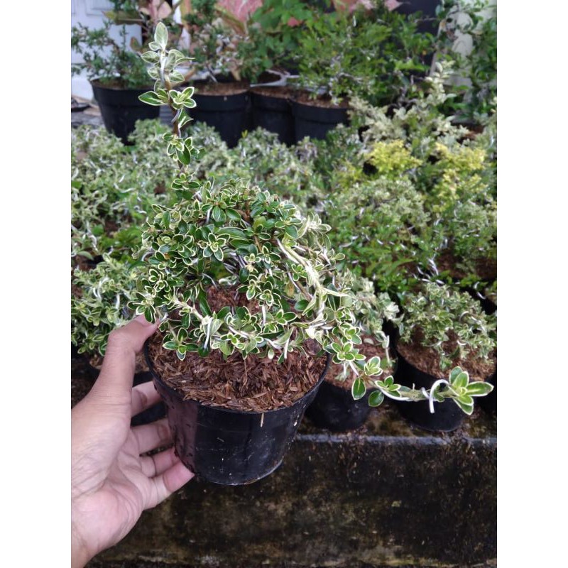 Bonsai Mirten Varigata