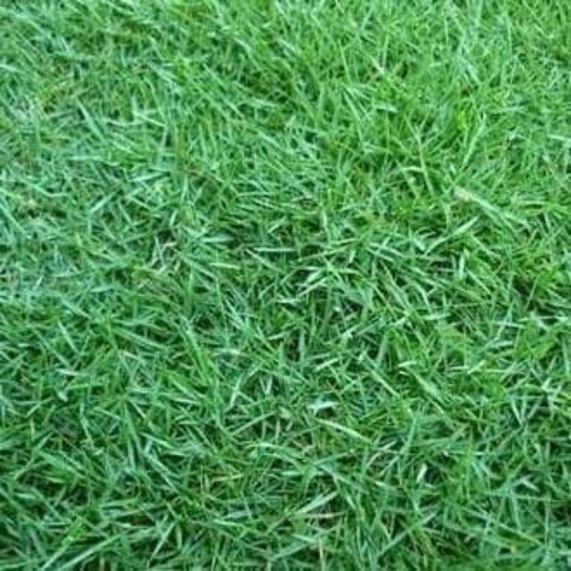 rumput jepang atau rumput peking asli satu meter persegi