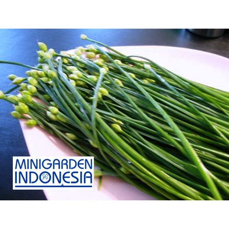 Benih Herbal GARLIC CHIVES 20 BIJI F1 mr. fothergills bibit tanaman obat sayur sayuran herb kucai