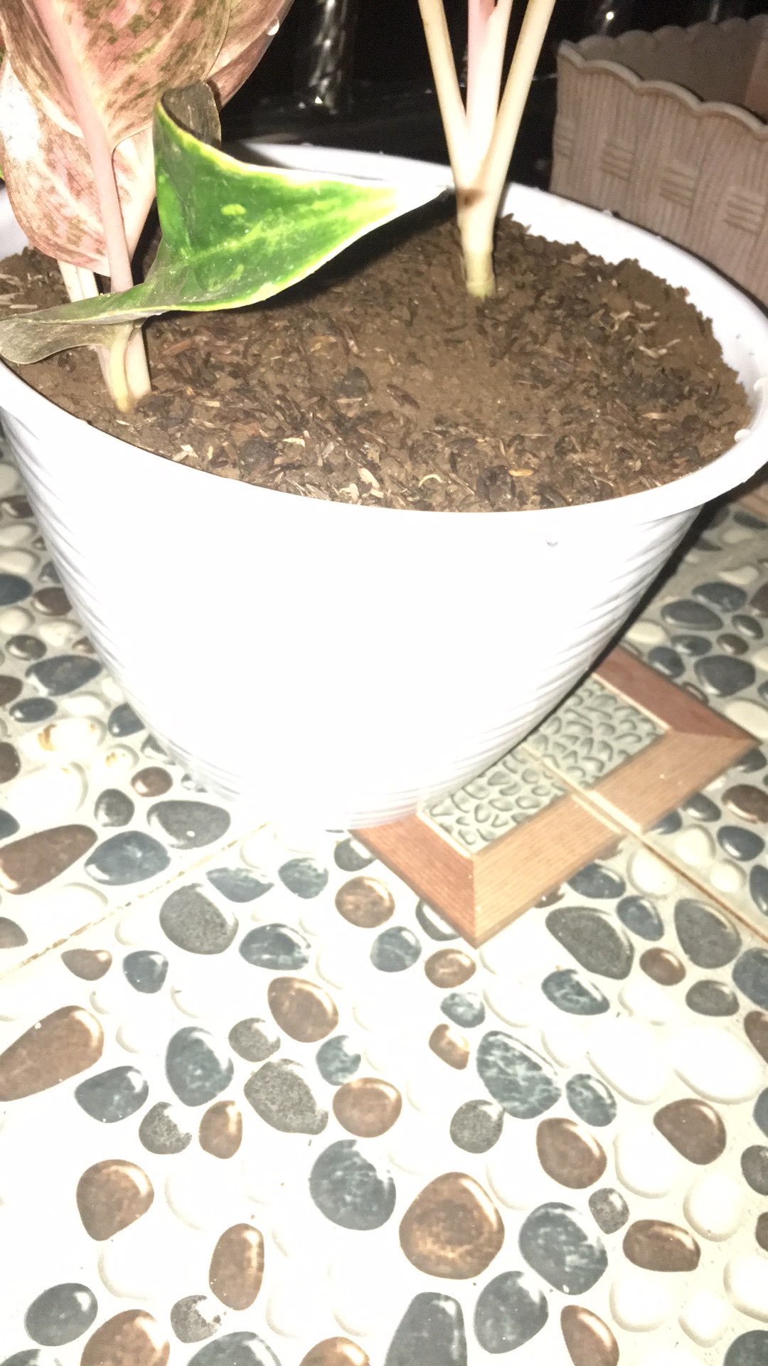 Pot Pagoda Mirip Tawon  Uk 20 (diameter +- 18 Cm) Murah!!