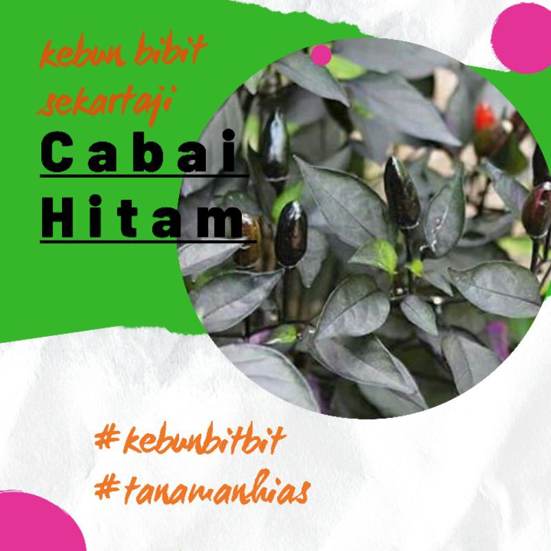 Bibit Cabai / Cabai Ungu / Cabai