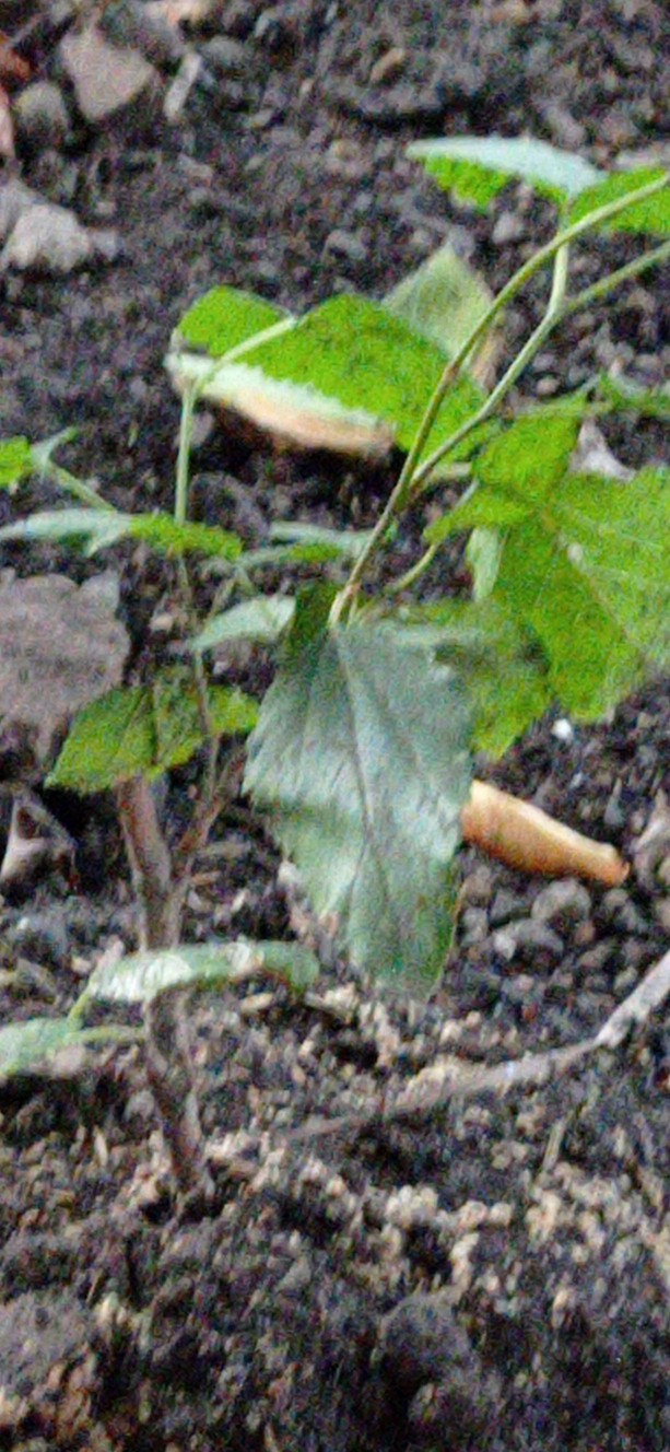 Polybag Ukuran 35 X 35 Murah Awet