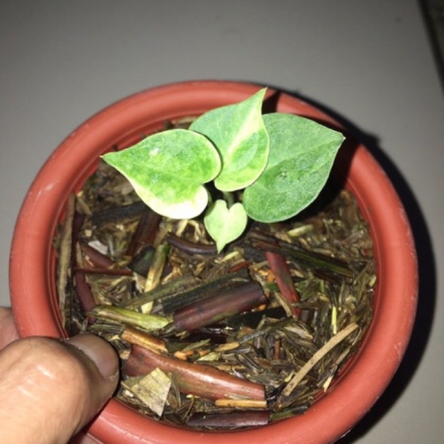 anthurium clarinervium variegata