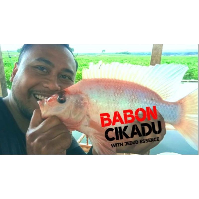 Essen Ikan Nila Umpan Lumut Lukut Jedud