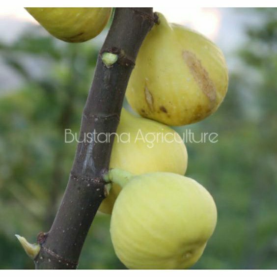 bibit buah tin kuning jumbo jenis jin ao fen