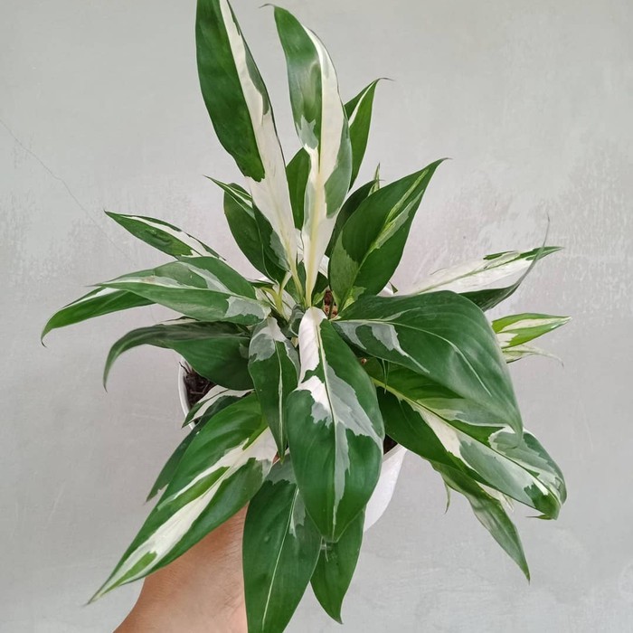 TANAMAN HIAS SPATHUPHYLLUM  PEACH LILY VARIGATA