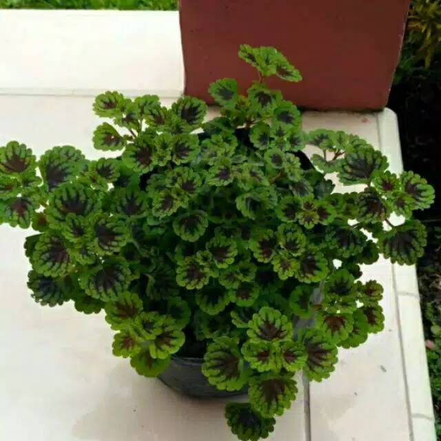 Tanaman Hias Jawer Ayam Jawer Kotok