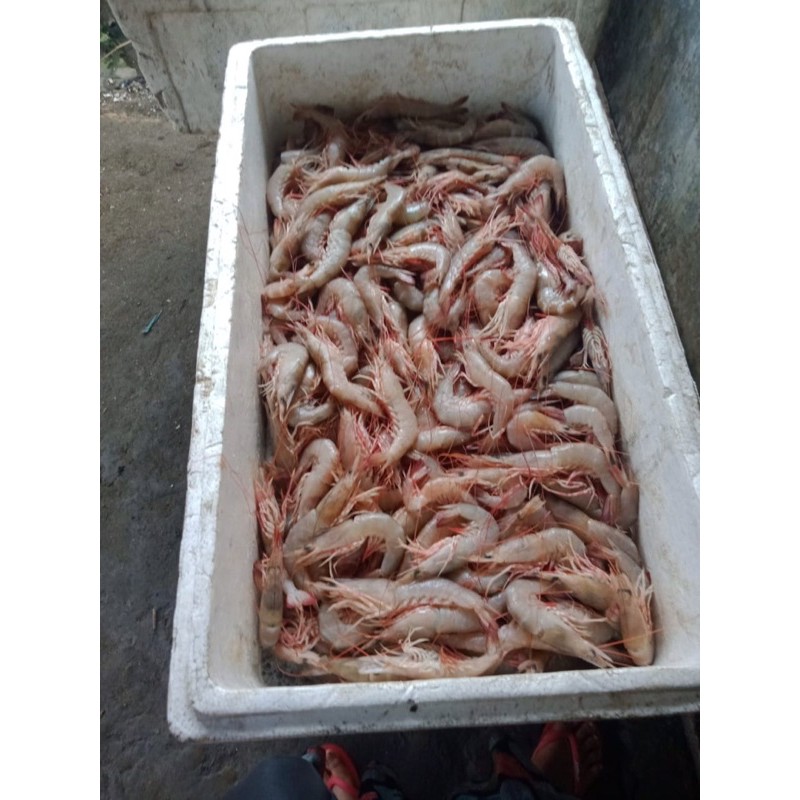

UDANG DOGOL