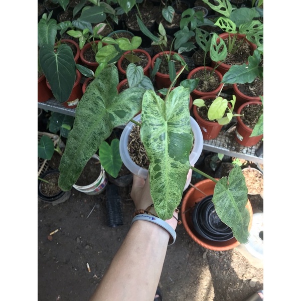 PHILO VARAISO VERDE UK DEWASA