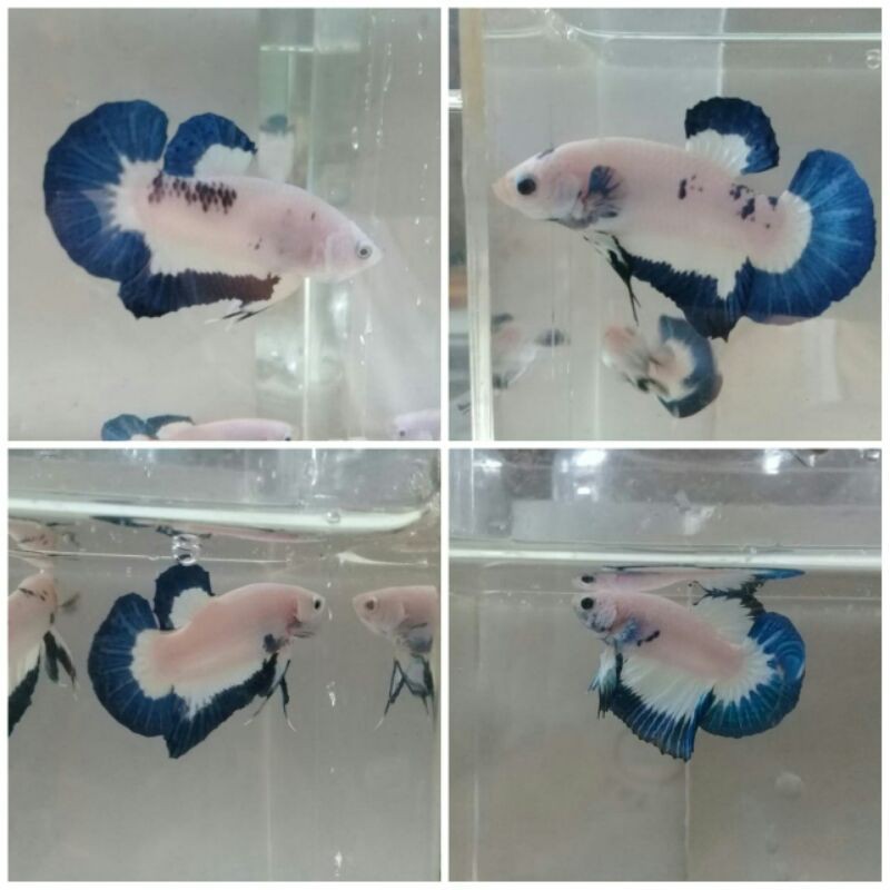 Ikan Cupang Blue Rim (Bocor)