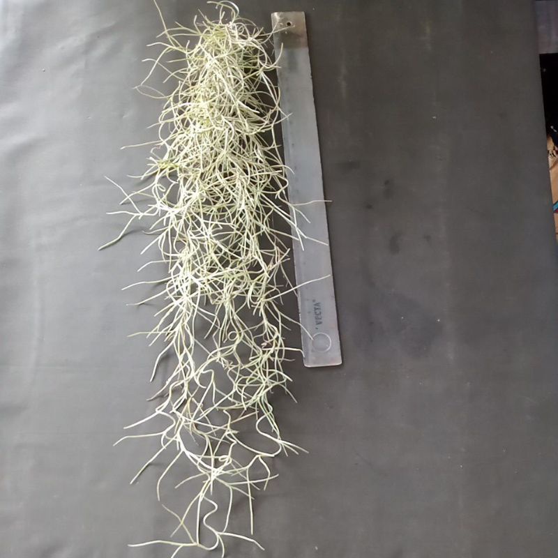 Jenggot nabi, Spanish moss