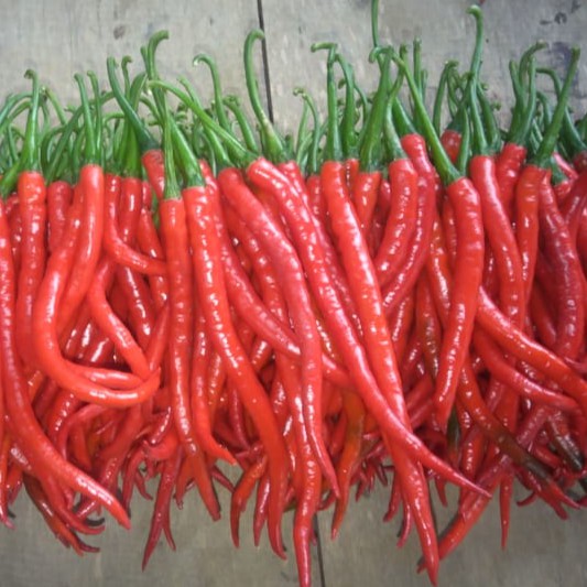 

Cabe merah keriting, fresh ; pedas , super, premium Rp30000- Rp.60000