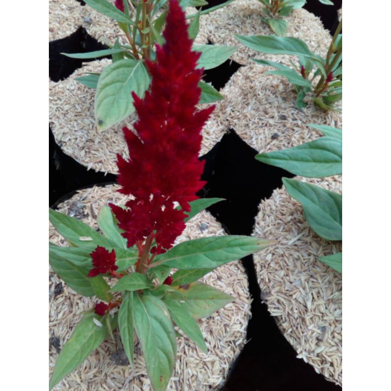 jengger ayam/celosia