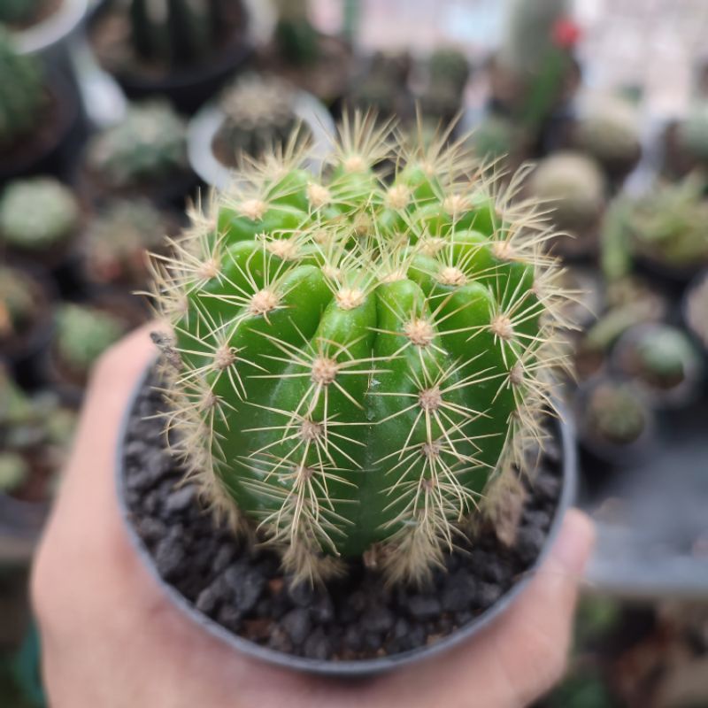 Kaktus ownroot medium Echinopsis Goldenball