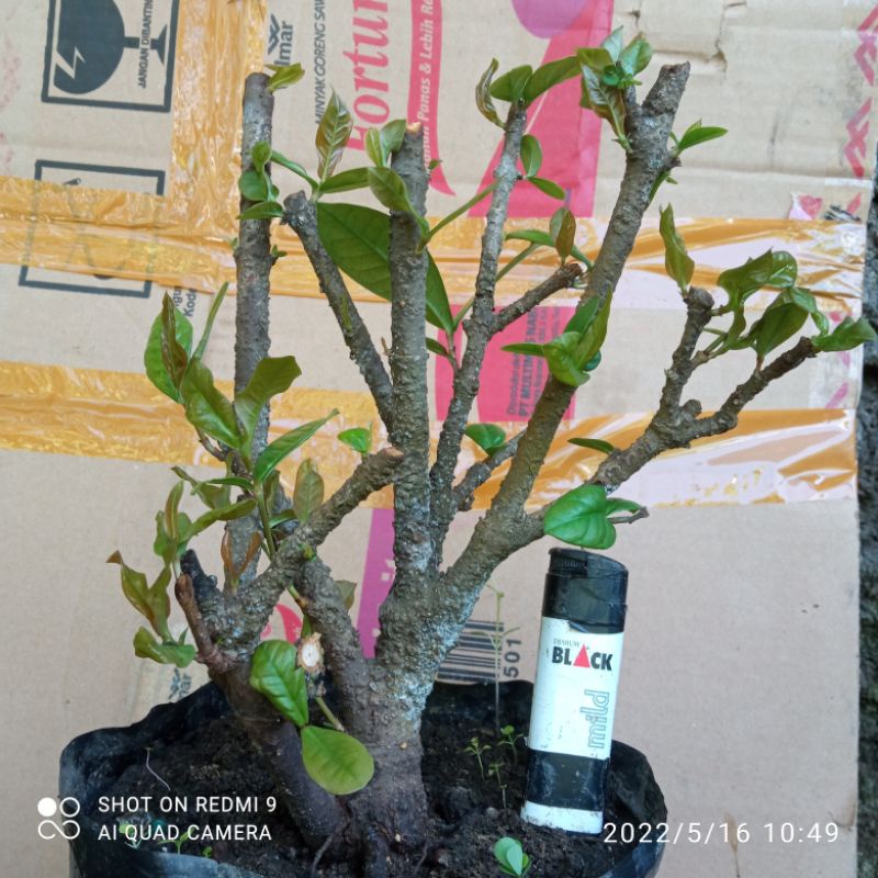 bahan bonsai asoka india merah