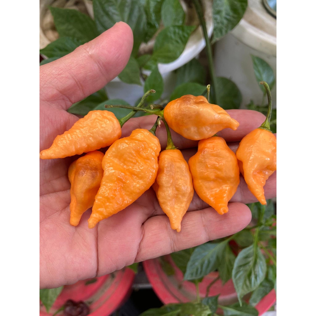 Benih Bibit Biji - Cabai Crazy Head Orange Cabe Pepper Seeds