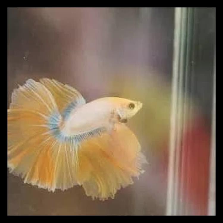 Ikan Cupang Halfmoon Bagan Serit Medan Malaysia Biru Putih Merah Murah Cuci Gudang