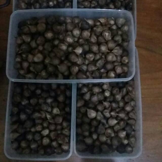 

Black Garlic / Bawang Hitam Lanang 1000gr