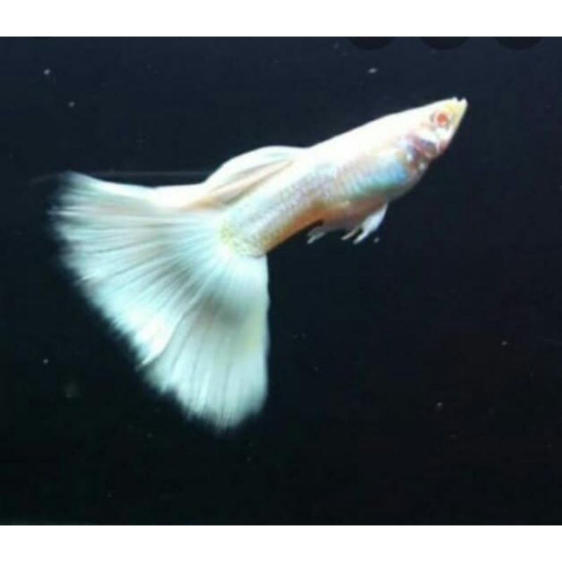 ikan guppy platinum..