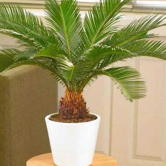 tanaman hias sikas / palm sikas / pakis haji / palem sikas MURAH / pohon sikas