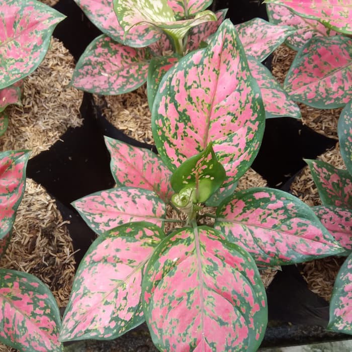 tanaman hias aglonema anjamani - aglonema anjamani  _