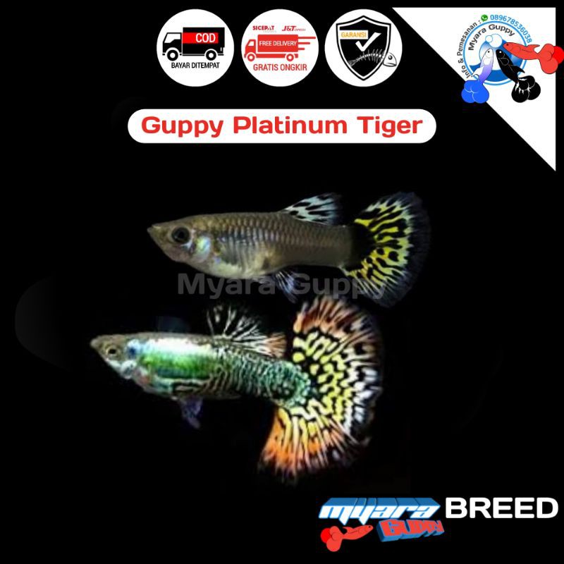 Ikan Hias Guppy Platinum Tiger