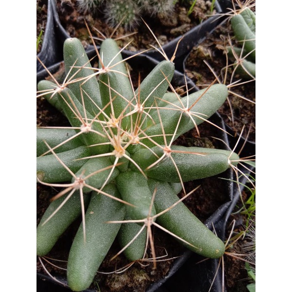 Kaktus Mammilaria longimamma import/kaktus ownroot/kaktus murah