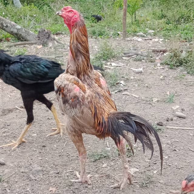 Trik Menambah Ukuran Badan Dan Tulangan Ayam Aduan Ayam