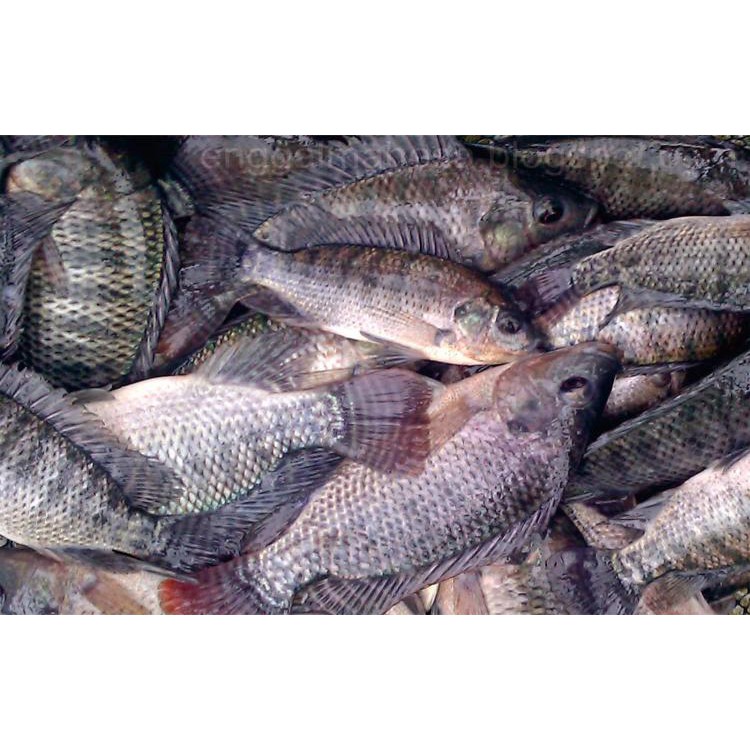

Ikan Nila Segar sudah dibersihkan Fresh Fish Pasar Online Makassar