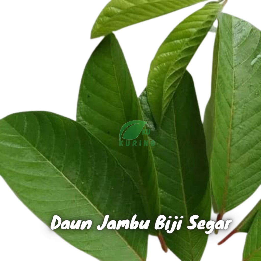 KUKURING Daun jambu segar Pucuk (jambu biji)