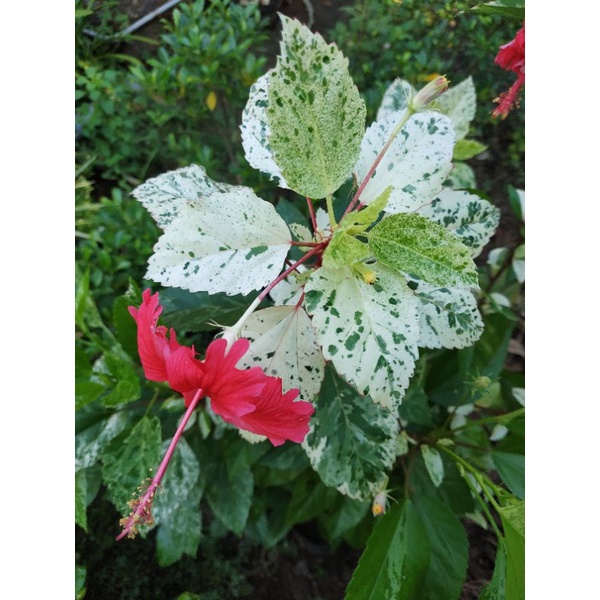 bunga sepatu varigata