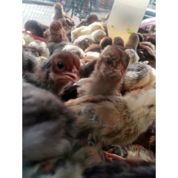 

anak ayam kampung asli