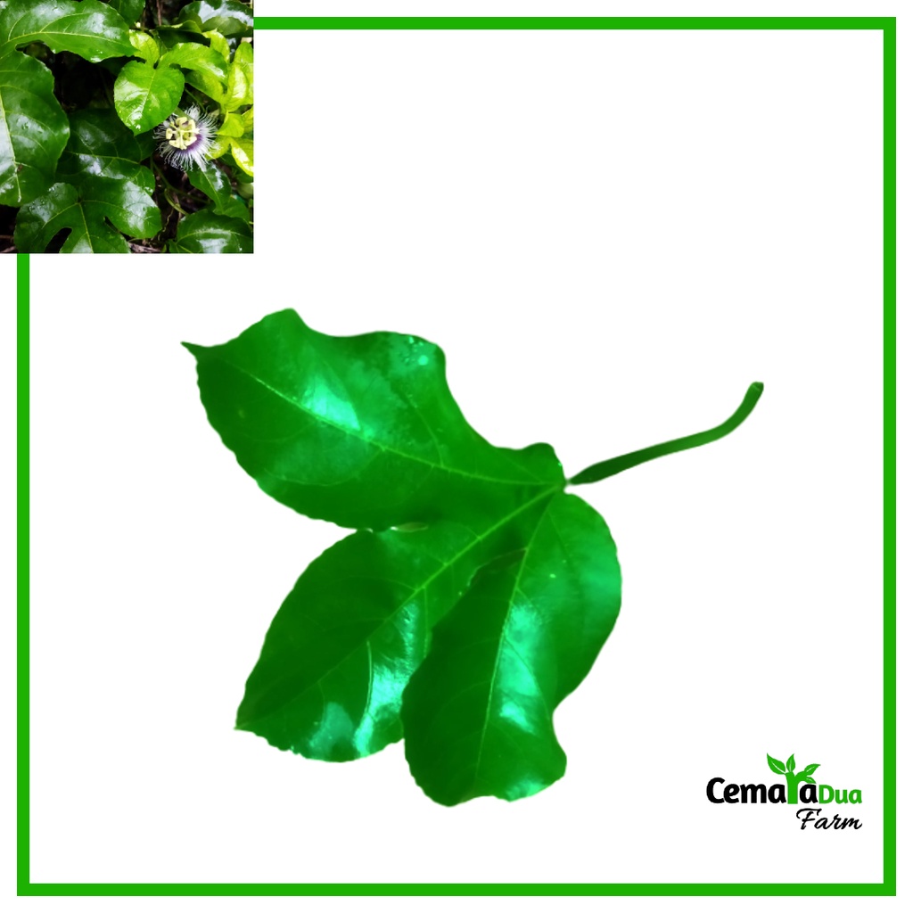 

Daun Markisa Segar