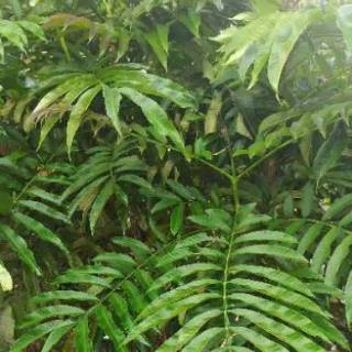 Daun sungkai herbal 100 gram Shopee Indonesia Daun sungkai herbal 100 gram Shopee Indonesia