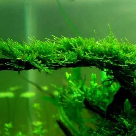 $$$$] Tanaman Aquascape Bahan Moss Mini Christmas