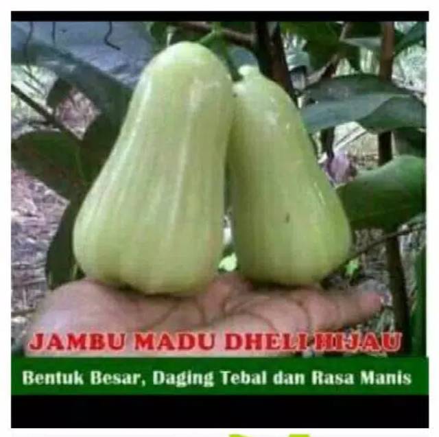 Paket 2 Jambu Air Terjamin Kualitasnya