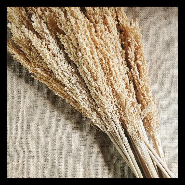 

Bunga Cantel Sorgum Kembang Kering Terjamin