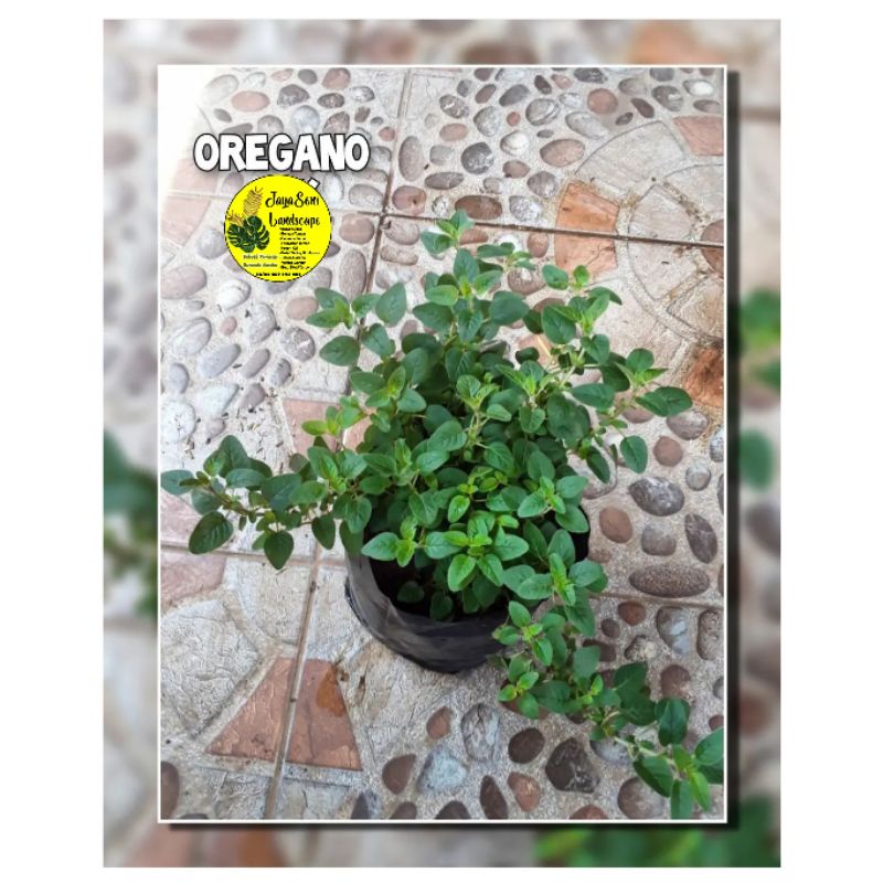 TANAMAN DAUN OREGANO/BIBIT TANAMAN DAUN OREGANO