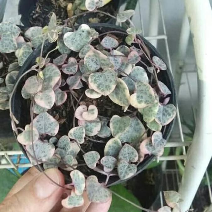 Tanaman hias string of heart variegata