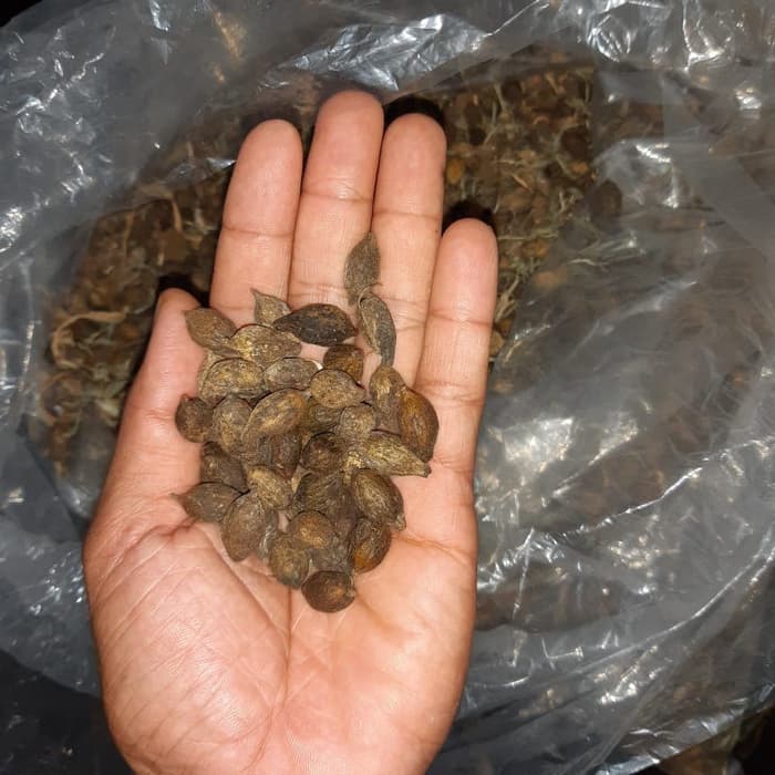 Tanaman hias biji ketapang kencana