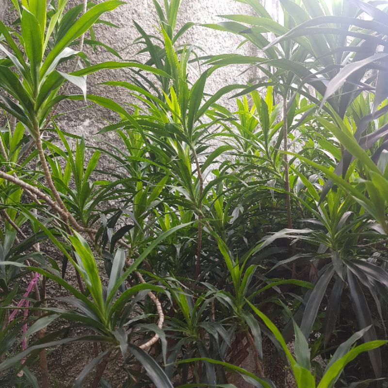 

Daun Suji