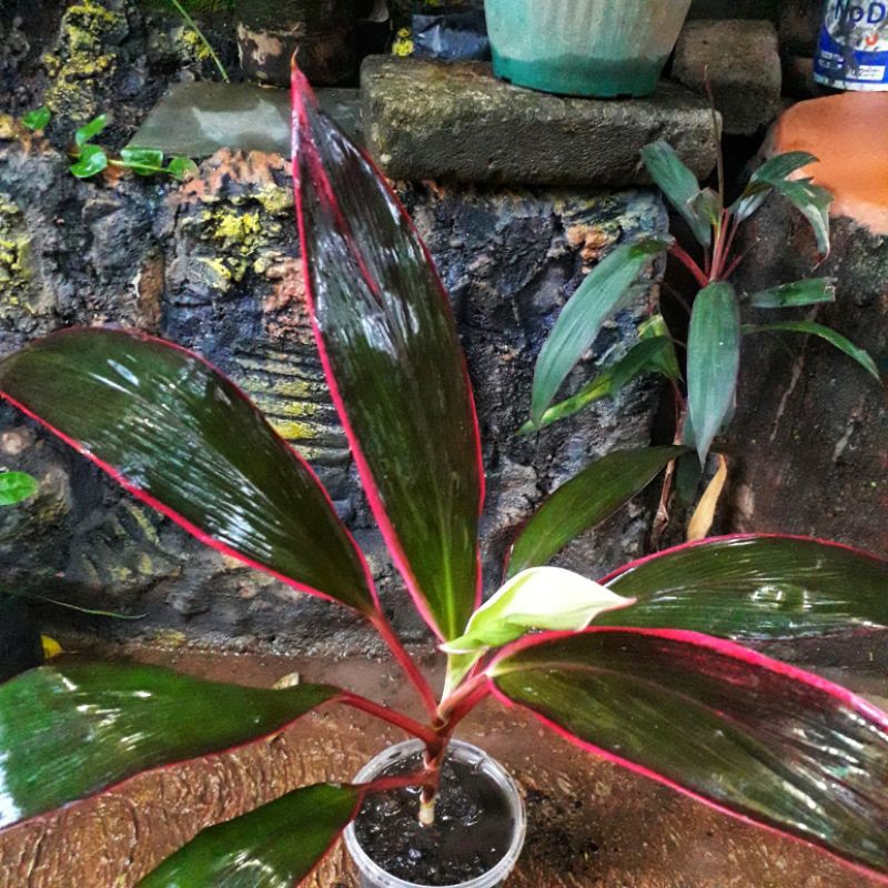 Andong Hanjuang merah