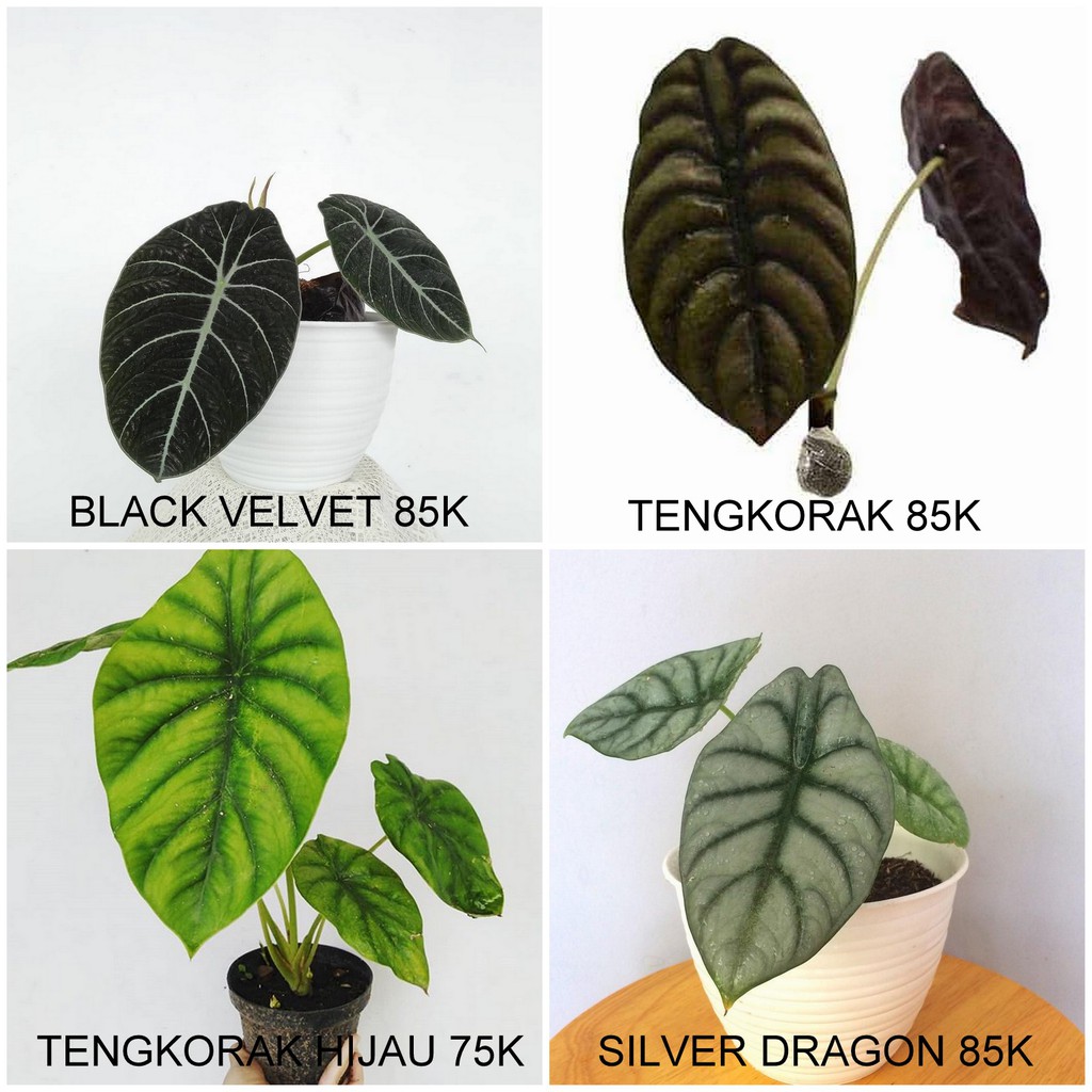 Paket 4 Tanaman Alocasia Koleksi silver, cuprea, black velvet &amp; tengkorak hijau BERGARANSI