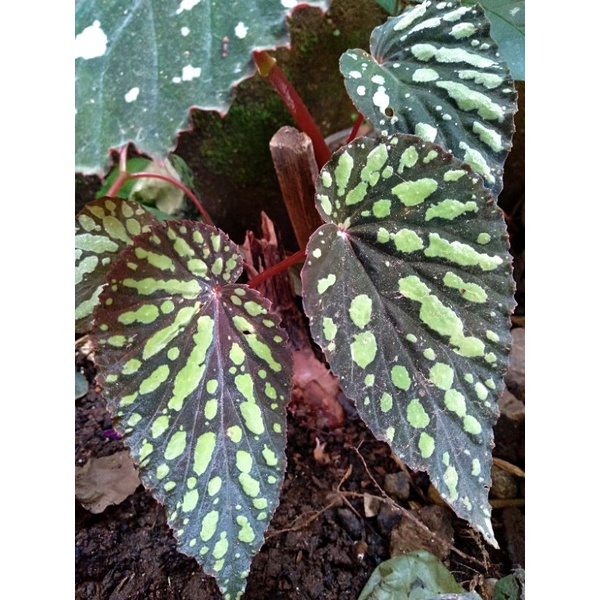 Begonia SP sumatera