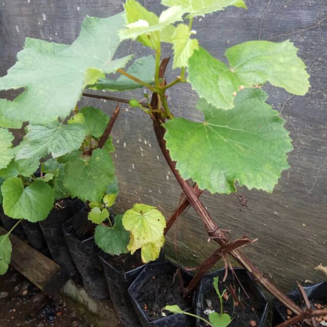 

Bibit anggurjuga menyediakan bibit ikan nila